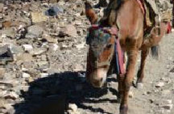 Van wie is eigenlijk de schaduw van een ezel?