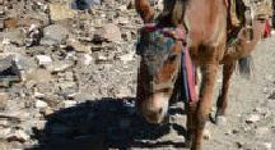 Van wie is eigenlijk de schaduw van een ezel?