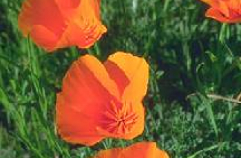 Pijnbestrijding bij de bevalling (3): opioiden en lachgas