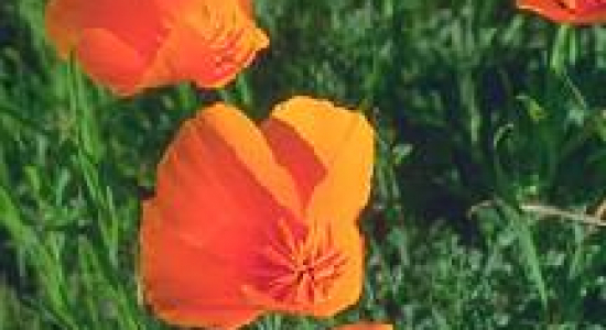 Pijnbestrijding bij de bevalling (3): opioiden en lachgas