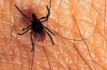 Wat doe je met een teek?