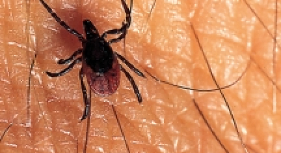 Wat doe je met een teek?