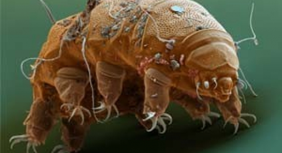 Dagje uit | Micropia, de microben-dierentuin