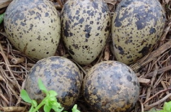 15 Ideetjes voor de meivakantie