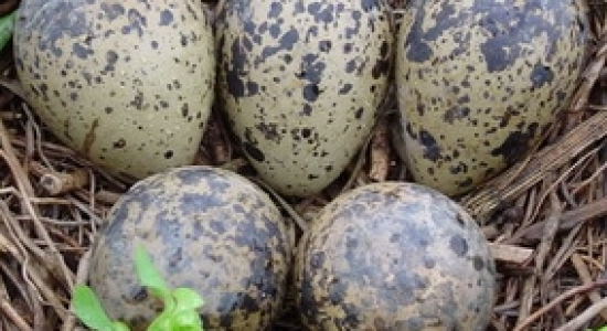 15 Ideetjes voor de meivakantie