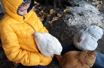 De kippenfluisteraar