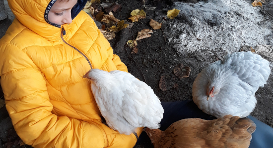 De kippenfluisteraar