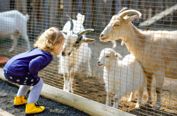 Ideeën en activiteiten voor kinderen rondom Dierendag