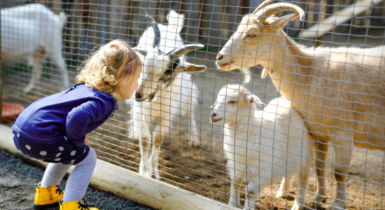 Ideeën en activiteiten voor kinderen rondom Dierendag