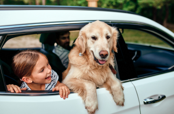 13x hier wil je écht aan denken als je op (auto)vakantie gaat met je hond of kat