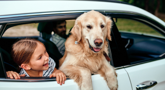 13x hier wil je écht aan denken als je op (auto)vakantie gaat met je hond of kat