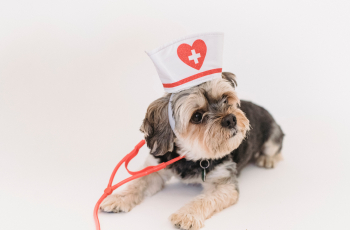 Huisdier humor: de leukste verhalen over huisdieren die je niet wilt missen