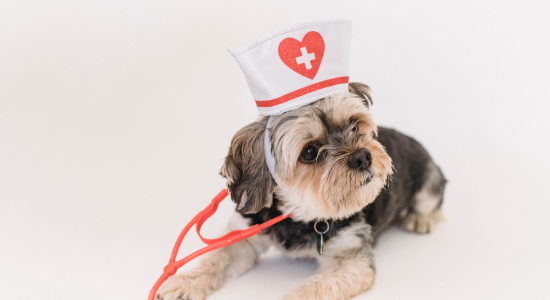 Huisdier humor: de leukste verhalen over huisdieren die je niet wilt missen