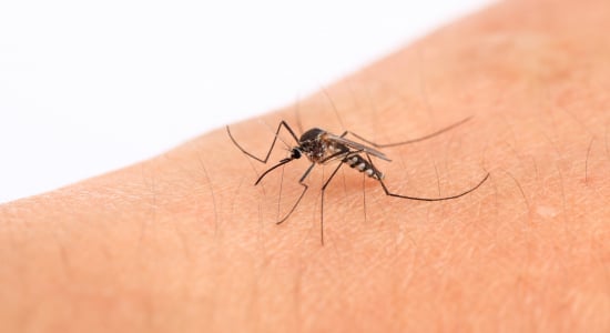 Last van muggen in je slaapkamer? Zo kom je er écht vanaf