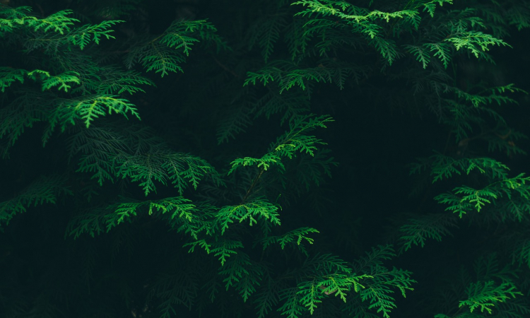 Het vinden van het perfecte plekje voor jouw coniferen