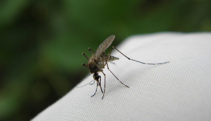 De Verrassende Voordelen van plissé horren: Betaalbaar, Gemakkelijk te Monteren en Houden Insecten Buiten