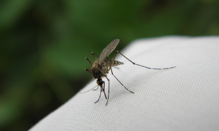 De Verrassende Voordelen van plissé horren: Betaalbaar, Gemakkelijk te Monteren en Houden Insecten Buiten