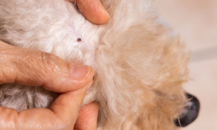 Vlooienbeet mens: herkennen, risico en behandeling