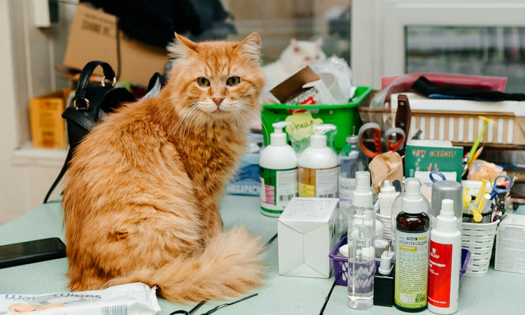 Hoe voorkom je dat je kleintje de hond 'vergiftigt' met lekkers?