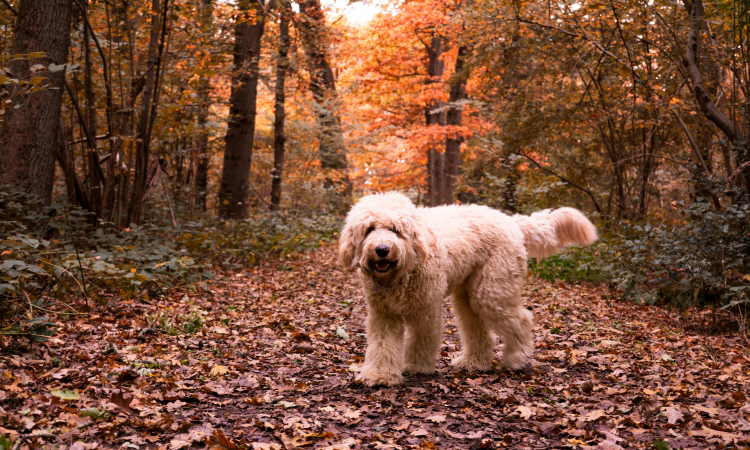 Waarom een hond goed is voor in het gezin