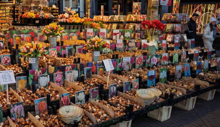 Bloembollen kopen: waarom allium en sierui een slimme aanvulling zijn op tulpen