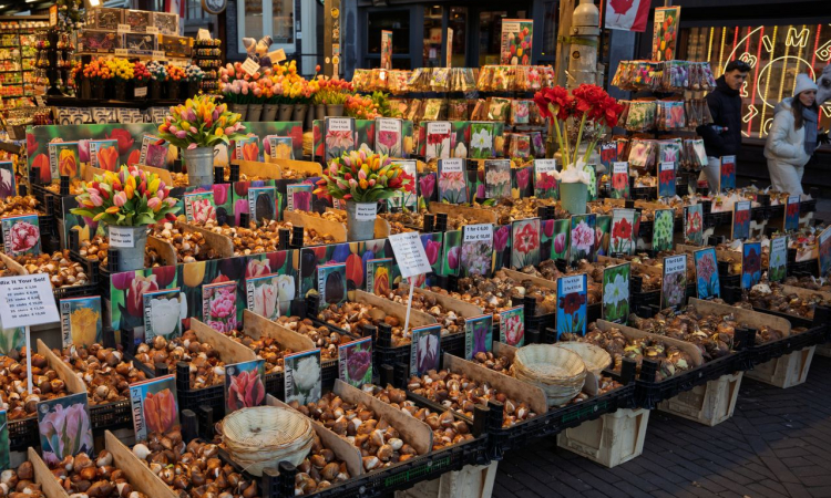 Bloembollen kopen: waarom allium en sierui een slimme aanvulling zijn op tulpen