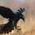 Corvus_corax