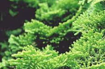 Hinoki