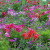 Bloementuin