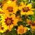 Coreopsis