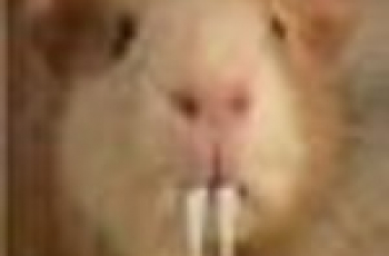 Sabeltandcavia