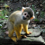 MonkeyTown