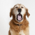 Doggolover