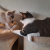 LoveCats!