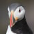 Puffin