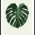 Monstera