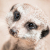 Meerkat