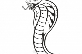 Cobra