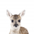 Deerke
