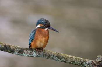 Alcedo