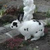 Miffy1
