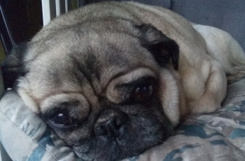 Puglove
