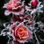 Winterbloem