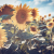 Sunflower_s