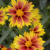 Coreopsis
