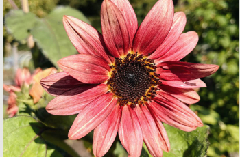 helianthus