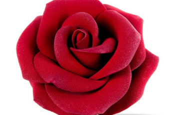 _Roos_